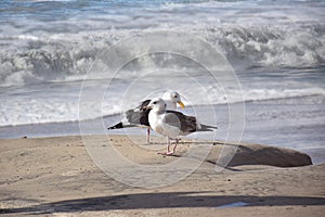 Two seagulls standing