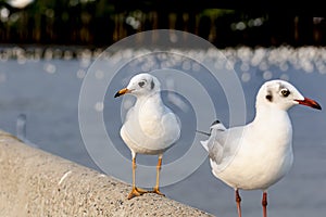 Two seagulls standing