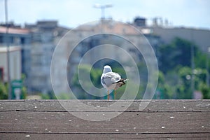 Seagulls on a Post