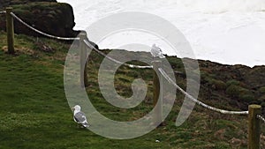 Two Seagulls Standing Near Ocean Cliff