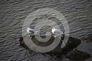 Two Seagulls standing on a rock