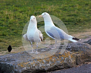 two seagulls stood on a wall in the early morning