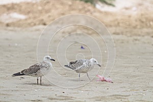 Two seagulls with a trash bag near on a beach by the sea, Black Sea, Zatoka, Odesa, Ukraine