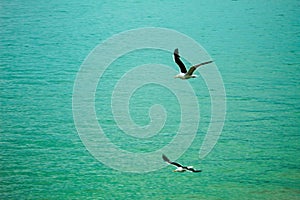 the two seagulls in tune above the sea