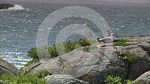 Two Seagulls And Two Chicks