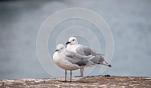 Two seagulls by the water