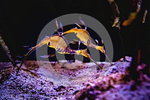 Two seahorses swimming in a coral reef and looking for food on the seabed.