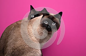 two seal point siamese cat twins sitting together on pink or magenta background