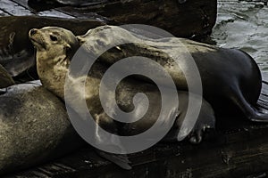 Two Seal Snuggeling at Fishermans warf in SF CA