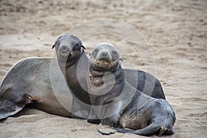 Two sealions
