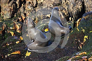 Two seals basking in the sun on South Africa`s geyser island, just meters off the coastline of the fynbos coast