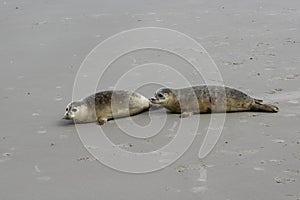 Two seals on the beach