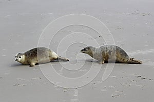 Two seals on the beach
