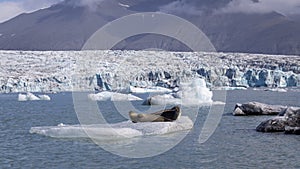 Two seals in joekulsarlon glacier lagoon.