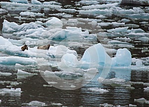 Two seals lounging on an ice flow amongst small icebergs in The Tracy Arm Fjord.