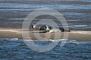 Two seals on a sandbank