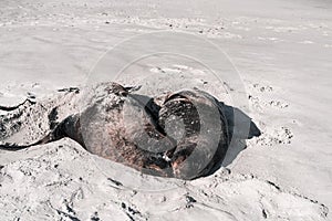 two seals together sleeping peacefully next to each other in contact lying on the white sand of the lonely and calm