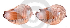 Two seashells in different angles isolated on white