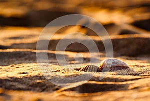 Two seashells on golden sand