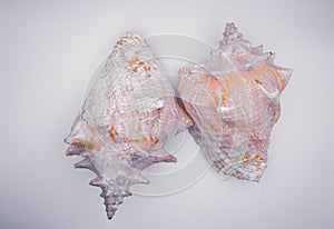Two seashells lying parallel on a white background