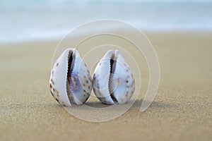 Two seashells in the sand as a concept of same-sex love photo