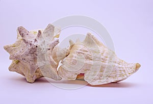 Two seashells on a white background
