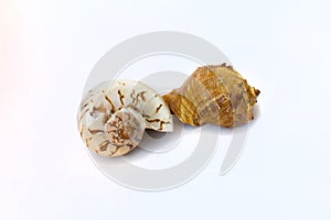 Two seashells on a white background