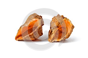 Two seashells on a white background