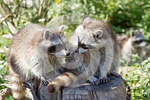 Two seated raccoons on a wooden pole - Procyon lotor