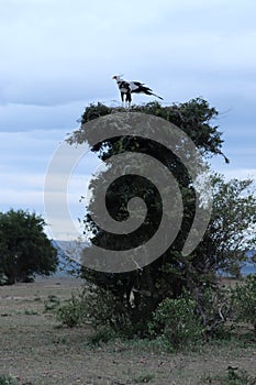 Couple of secretary birds on a tree in the african savannah. photo