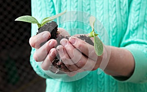 Two seedlings in hands