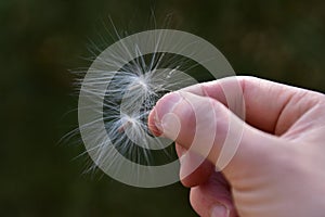 Two seeds of dandelion