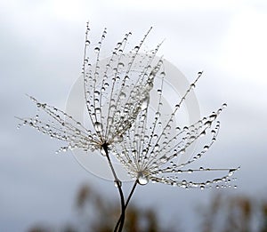 Two seeds of dandelion with water drops isolated in natural environment