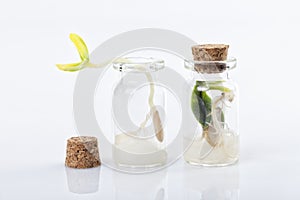 Two seeds germinate inside glass jars and one of them can not come out because it is plugged