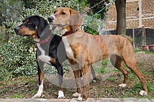 Two segugio maremmano dog on leashes