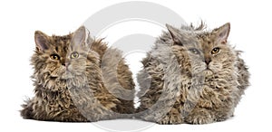 Two Selkirk rex lying, isolated on white