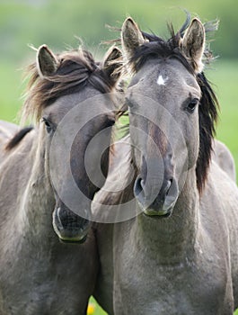 Two semi-wild horses konik polski breed photo