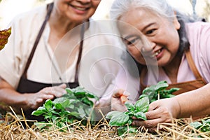 Two senior asian woman harvestig branch of genovese basil planting in garden