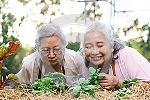 Two senior asian woman Inhale the scent of genovese basil planting in garden