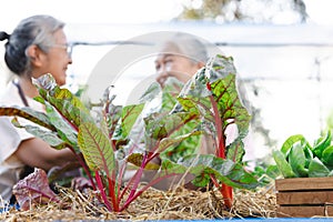 Two senior asian woman talking in the garden with be happy.Working Together concept