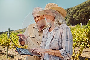Two serious senior farmers standing and talking while using laptop on a vineyard. Elderly man and woman pointing at