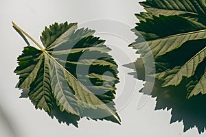 Two serrated green leaves on white surface  one with shadow, other farther with diffused shadow photo