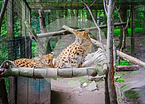 Two serval lying on the bed in park.