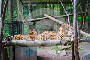 Two serval lying on the bed in park.