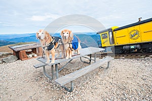 Two service dogs in a picnic table