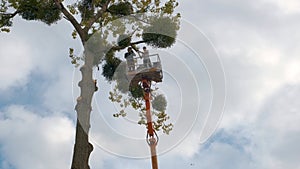 Two service workers cutting down big tree branches with chainsaw from high chair lift crane platform. Deforestation and