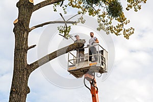 Two service workers cutting down big tree branches with chainsaw from high chair lift crane platform. Deforestation and gardening