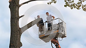 Two service workers cutting down big tree branches with chainsaw from high chair lift crane platform. Deforestation and gardening