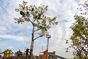 Two service workers cutting down big tree branches with chainsaw from high chair lift crane platform. Deforestation and gardening