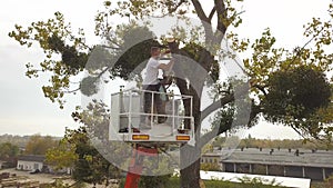 Two service workers cutting down big tree branches with chainsaw from high chair lift crane platform. Deforestation and gardening